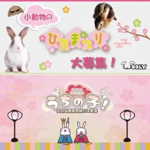 うちの子!『小動物のひなまつり』大募集