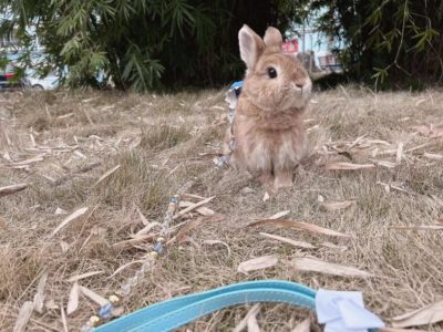 王さん家の康康くん