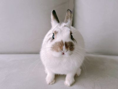 上島さん家のシナモンちゃん