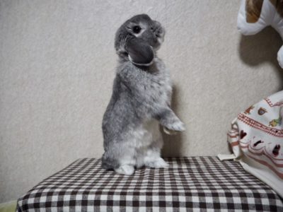 じゃっくりんさん家のるっくくん