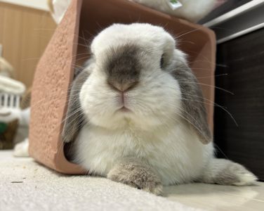 さくらこさん家のほっぷくん