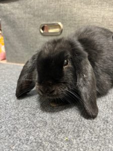 clmnさん家の黒ごまくん