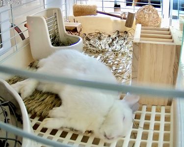 松本てまりさん家のまつもとたまごくん