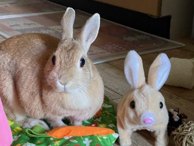 シゲさん家のくららちゃん