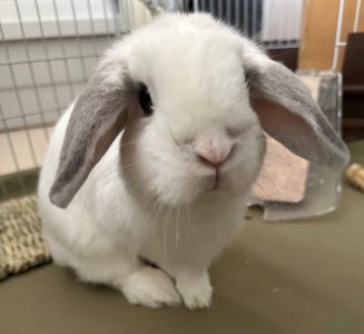 ぴぃさん家のみくるちゃん