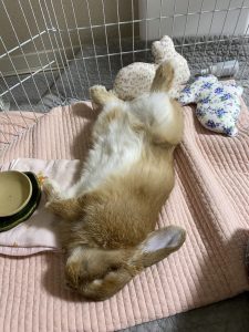 ぷぅちゃんママさん家のぷぅちゃんくん