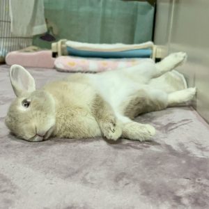 haruさん家のむぎくん