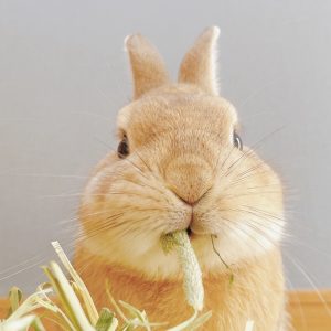 みれいさん家の天ぷらくん