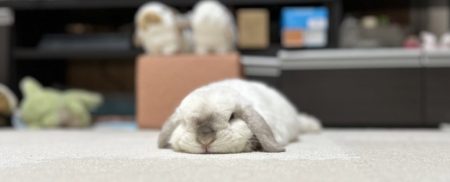 さくらこさん家のほっぷくん