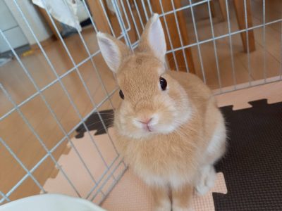 倉田さん家の茶々くん