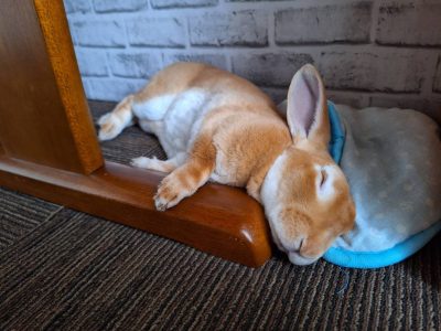 のんさん家の凪くん