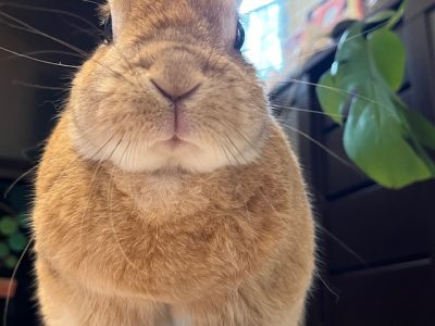 谷崎さん家のパールくん