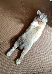 あずきさん家のもずくくん