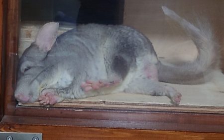 keiさん家のマルくん