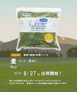 出荷情報　麦ヤング