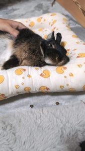 よこぴーさん家のちょこちゃん