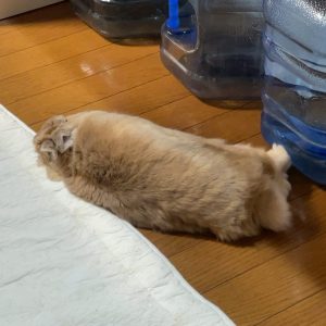 池亀さん家のるなちゃん