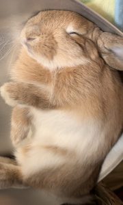 西川さん家のもんすけくん