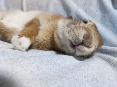 まつもとうさぎさん家のにゃんたくん