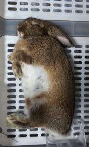 おはぎさん家のノアくん