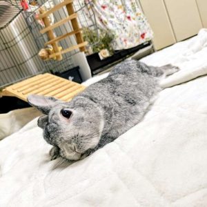 ひだまり ひまりさん家のひまりくん