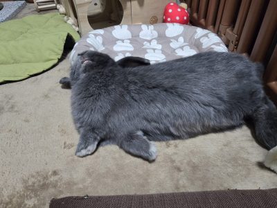 ふじあきさん家の美兎ちゃん