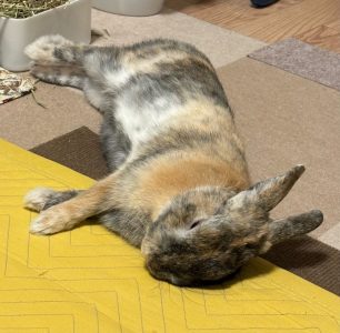 鈴木さん家のむぎくん