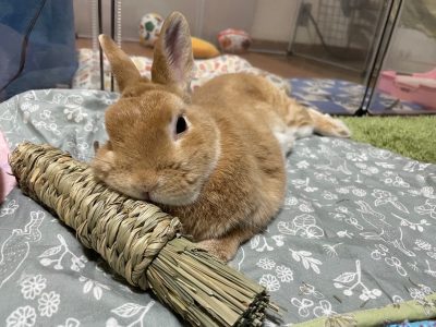 高橋さん家のここあちゃん