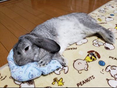 ろくべえのママさん家のろくべえくん