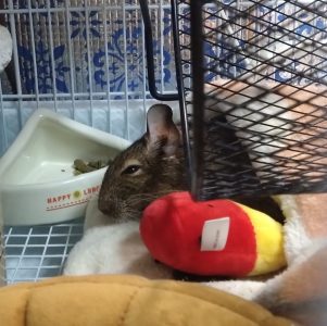 ポワルンさん家のぼくちんくん