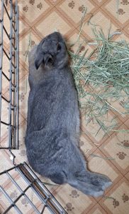 ゆうこ&ぷりんさん家のぷりんちゃん