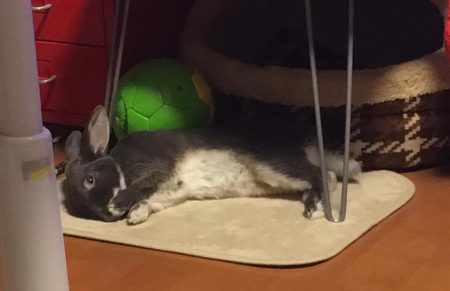 きみぷくさん家のとんすけくん