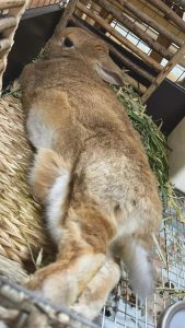 コロンママさん家のコロンちゃん