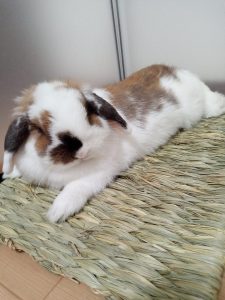 とろたんさん家の福子ちゃん