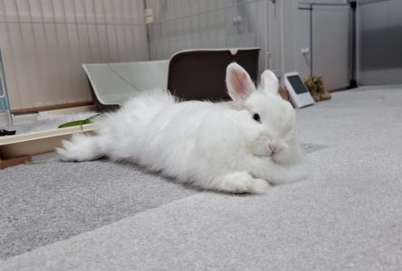 ピロシキさん家のぼたんちゃん