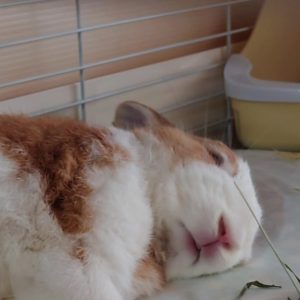 みったんさん家のマッシュくん