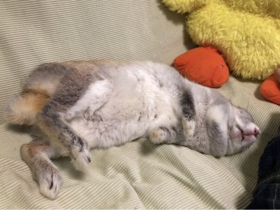 ゆいままさん家のめめちゃん