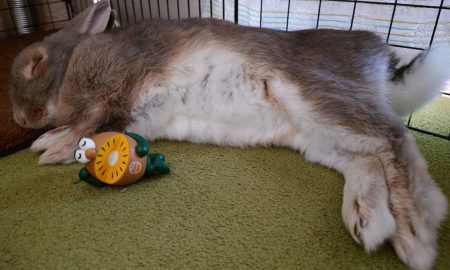 うーたんままさん家のうーたんくん