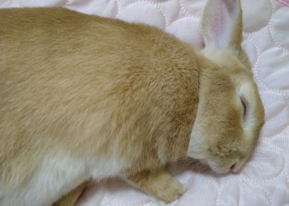 平山さん家ののあくん