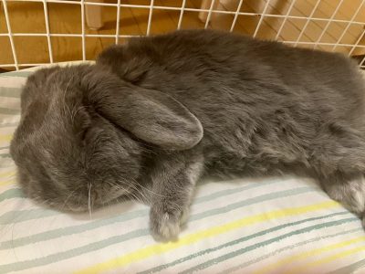 のんたんさん家のもこくん