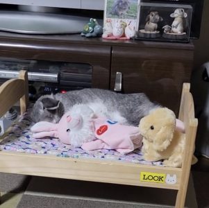 じゃっくりんさん家のるっくくん