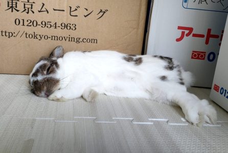 ゆっこさん家のごまくん