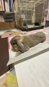 ぽんきちさん家のモカちゃん