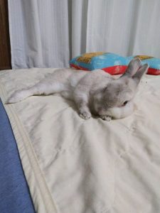 ホーキに乗った天使さん家の小菜くん