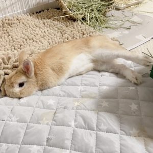 ゆきんこさん家の胡太郎くん