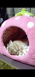 なみぽぽさん家のたんぽぽくん