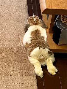 たまちゃん母さん家のたまちゃん