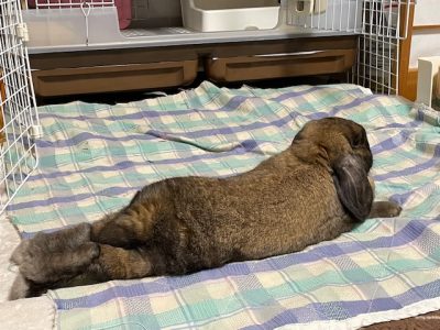 miotoさん家のシュウくん