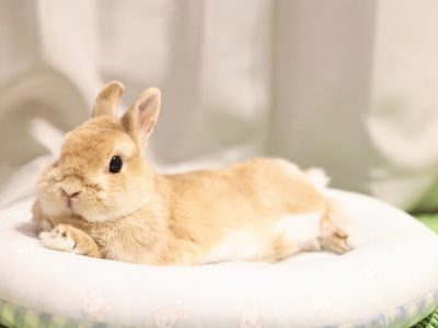 田仲さん家のいちごちゃん