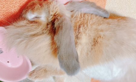 ぴょんさん家のモモちゃん